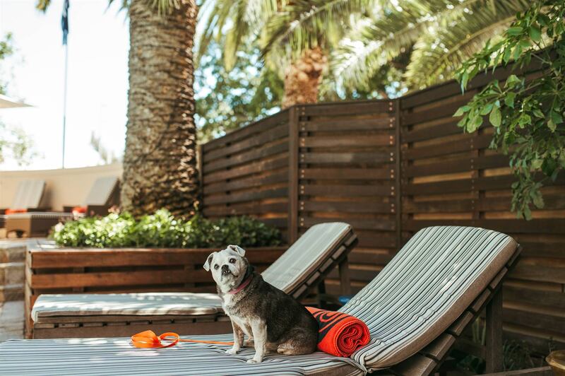 The SunSquare Cape Town Gardens is the new pet friendly hotel.
